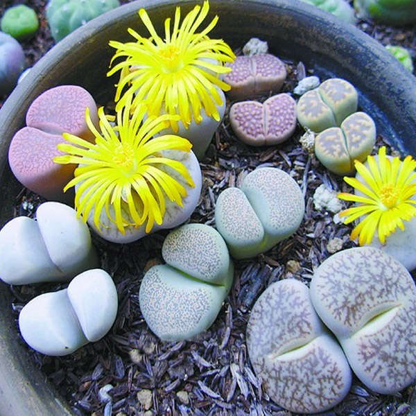 50pcs Mixture Lithops Lesliei Succulent Plants Seeds Garden Aizoaceae Perennial