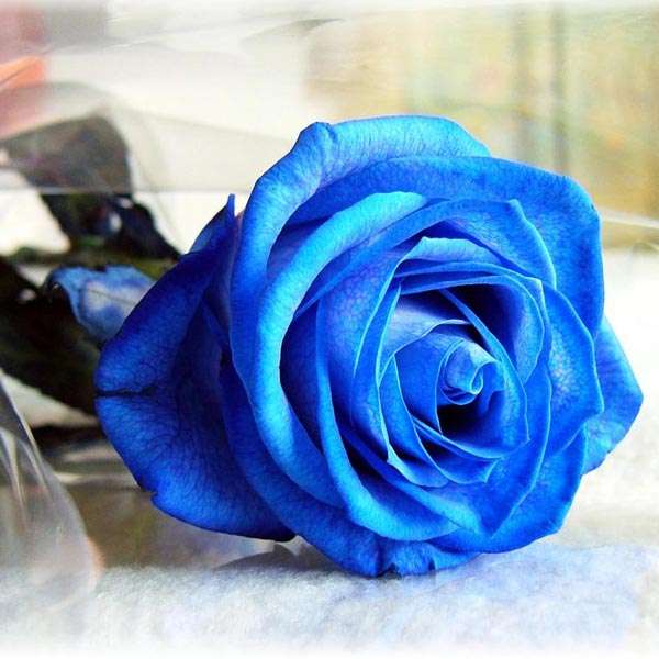 50 Pcs Blue Rose Seeds DIY Home Garden Dec