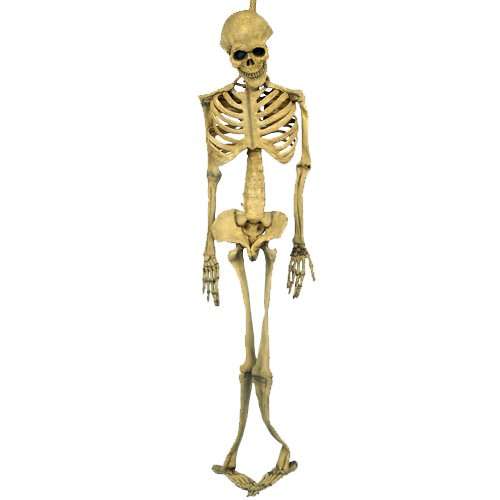 5 Foot Full Body Skeleton Prop
