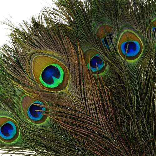 Pack of 100pcs High Quality Real Natural Peacock Feathers (10"-12") with Kare & Kind&reg; retail pac