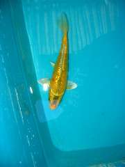 KOI - Very Pretty Gin Scaled Kigoi about 25cm