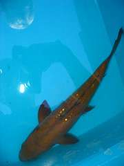 Koi _ Gin Scaled Duitsu Chagoi about 30cm