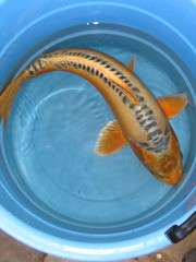 Koi - Doitsu Ki Matsuba ...  About 55cm Plus