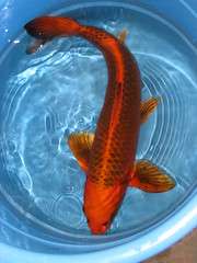 Koi - Kin Ki Matsuba Male About 50cm