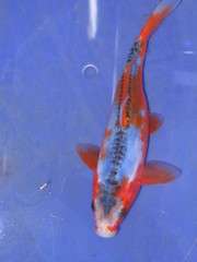 Koi- Tategoi Shusui 20-25cm