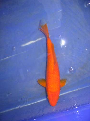Koi - Orenji Hajiro about 30-35cm