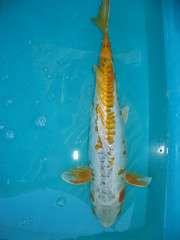 Koi - Yamabuki Hariwake Female. 50cm 5yrs old
