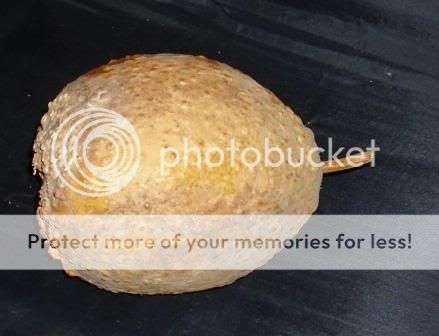 African Rattle - Baobab