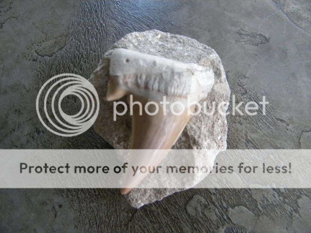 Fossilised Shark Tooth - Otodus Obliquus