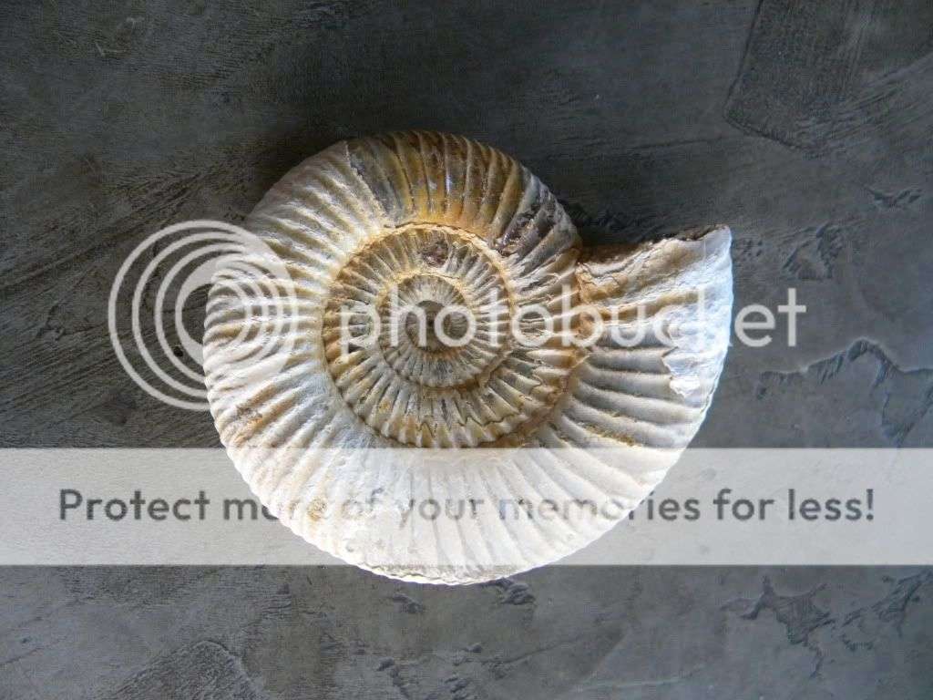 Ammonite Fossil