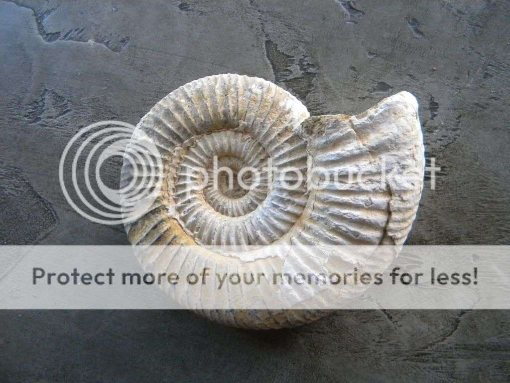 Ammonite Fossil