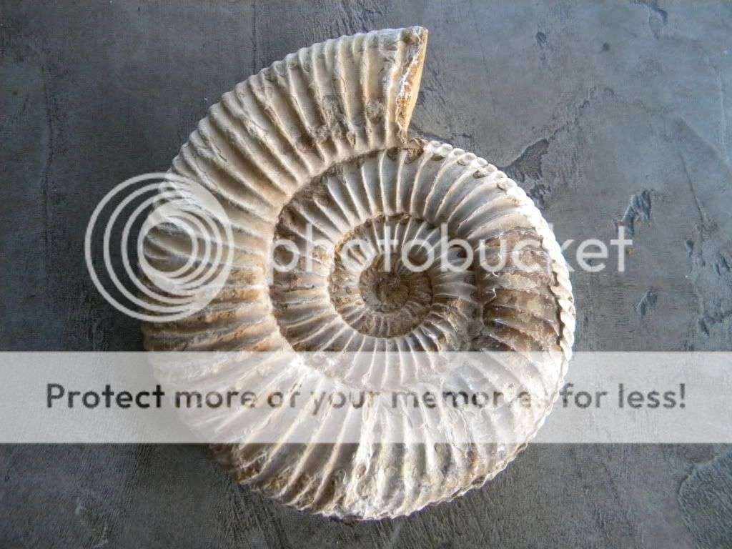 Ammonite Fossil