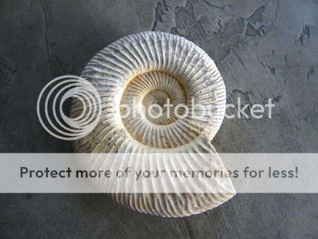 Ammonite Fossil