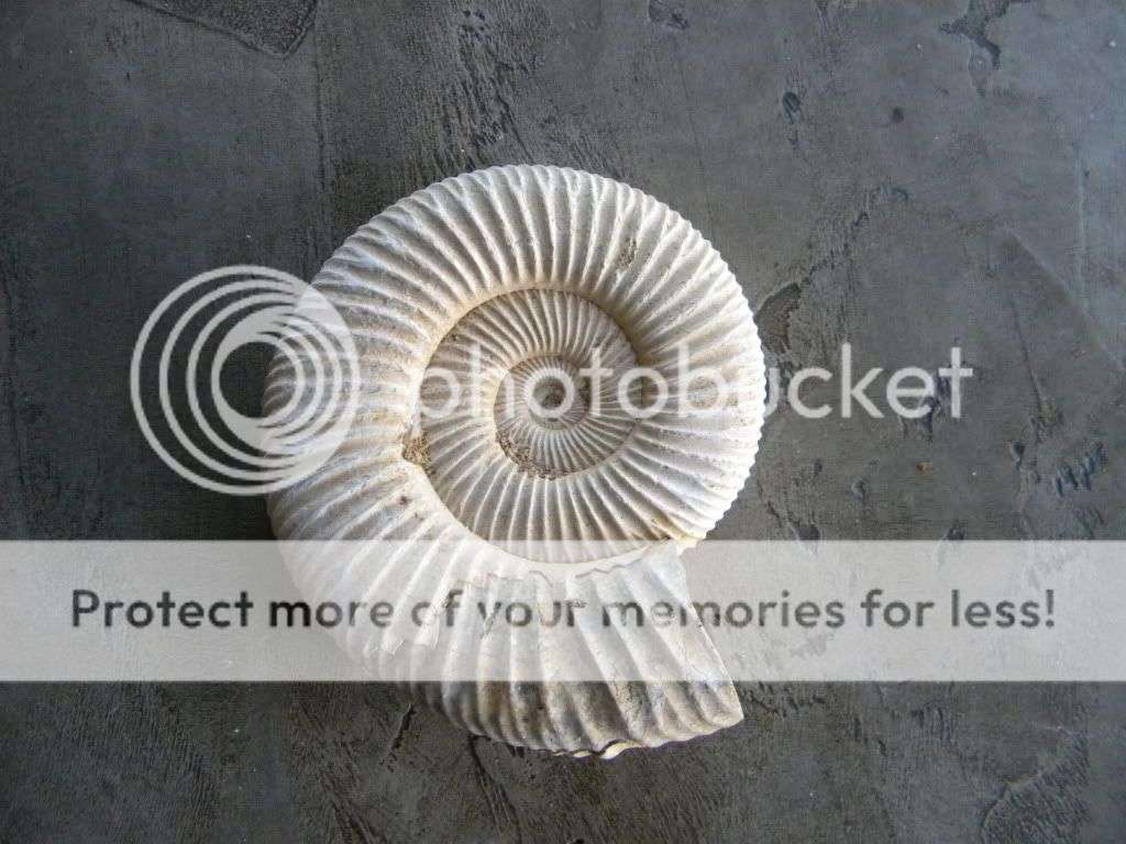 Ammonite Fossil