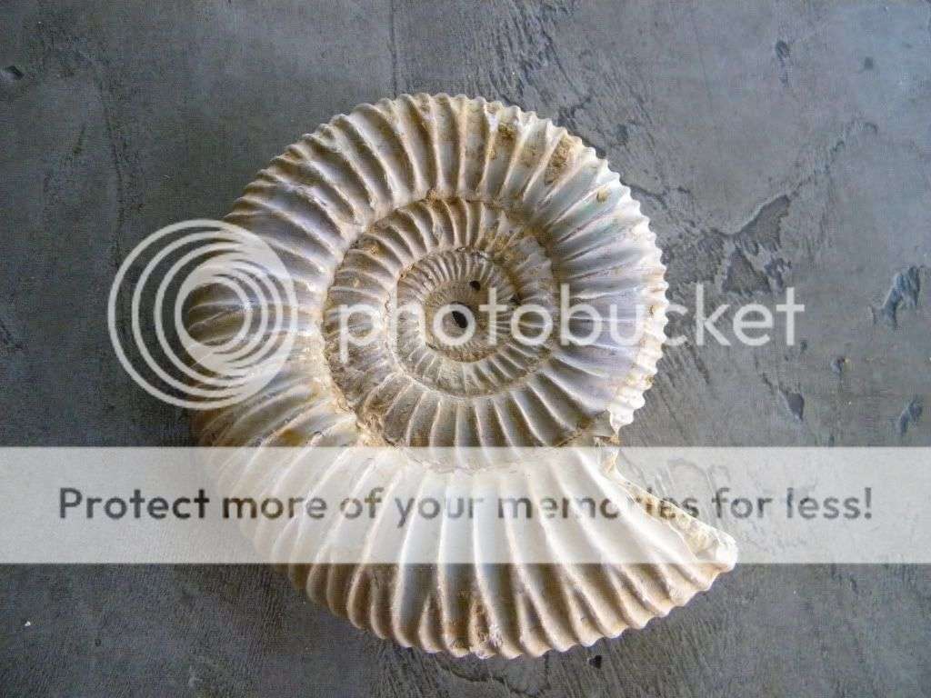 Ammonite Fossil