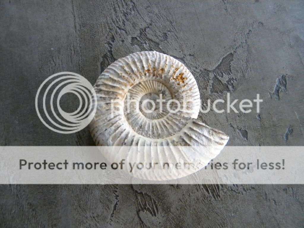 Ammonite Fossil