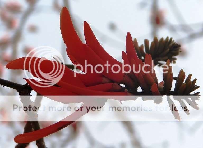 Sacred Coral Tree (Erythrina lysistemon) Seeds