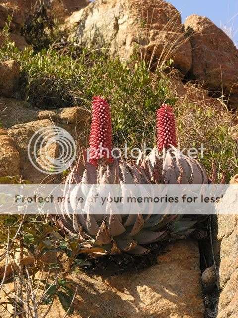 10 Aloe peglerae + 2 more for FREE with postage and packaging INCLUDED!!