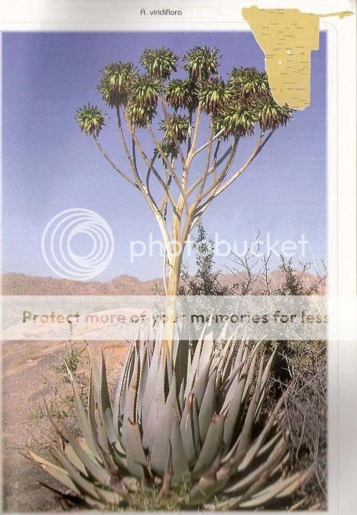 100 Aloe viridiflora seeds