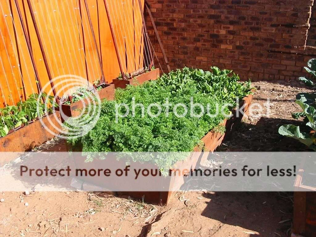 Organic Veggie Planters