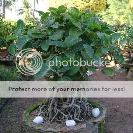 Ficus benghalensis Bonsai Seeds - Banyan Fig Tree, Indian Banyan Tree - Exotic Evergreen