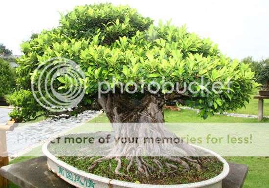 25 Ficus benghalensis Bonsai Seeds - Banyan Fig Tree, Indian Banyan Tree - Exotic Evergreen