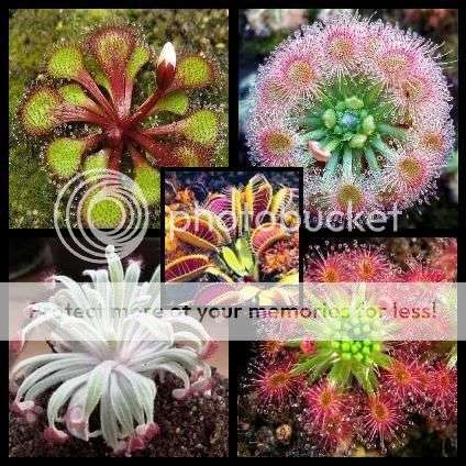 20+ Drosera Mixed Species Seeds + 5 Venus Fly Trap Seeds + Free Seeds with All Orders