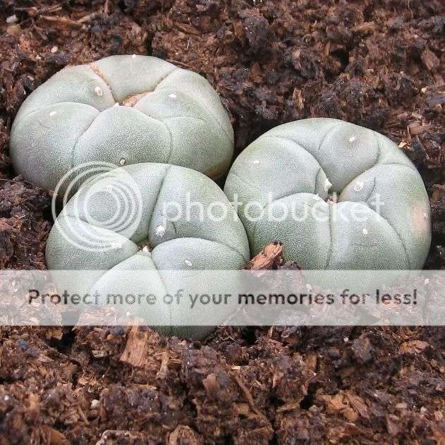 PEYOTE CACTUS CLUSTER (Lophophora williamsii) PSYCHOACTIVE - Live Succulent Plants