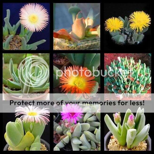 30 Cheiridopsis Mixed Species Seeds - Indigenous Mesemb Succulents