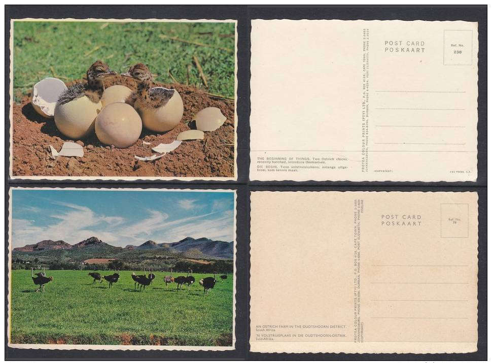 SOUTH AFRICA: OSTRICH FARM, 2 CHICKS HATCHING. PROTEA COLOUR PRINTS