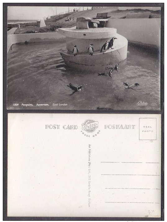 SOUTH AFRICA, EAST LONDON PENGUINS AQUARIUM, real photo