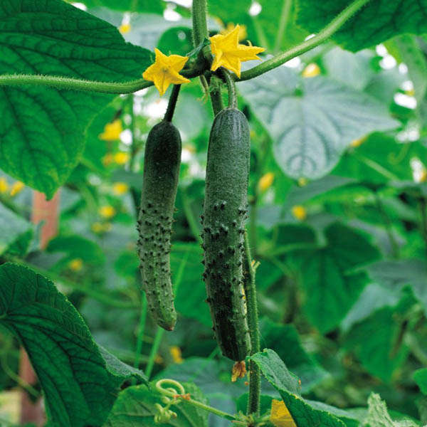 20pcs Green Cucumber Vegetable Seeds Outdoor Garden Potting