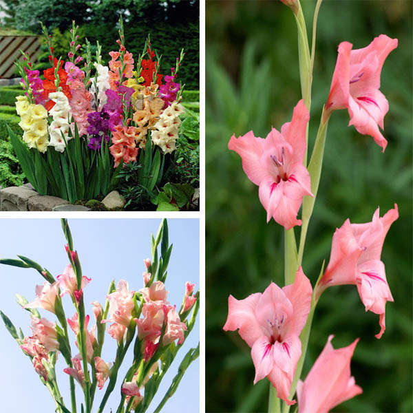 100pcs Mixed Color Gladiolus Flower Seeds Garden Perennial Herb Potted Plant
