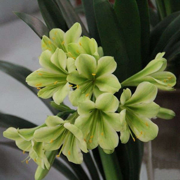 5PCS Green Clivia Seed Indoor Bonsai Seed