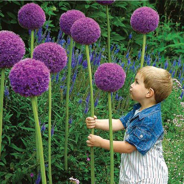 20pcs Allium Giganteum Seeds Purple Plant DIY Home Garden