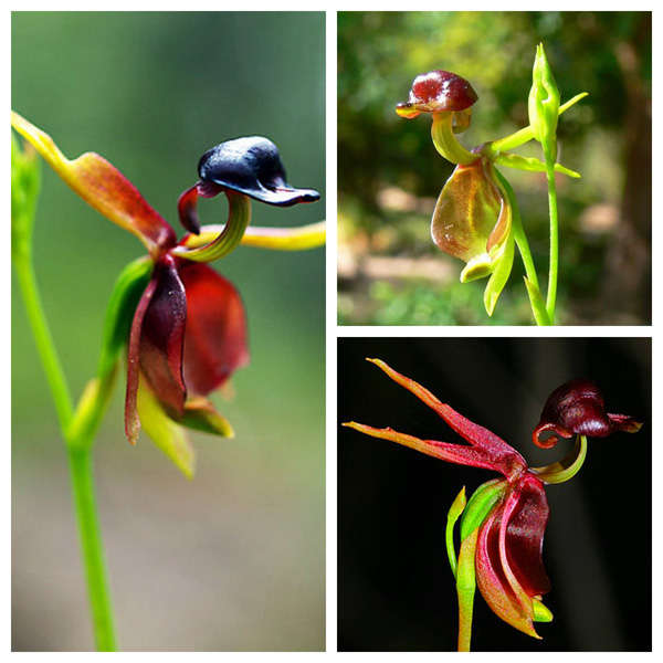 20pcs Flying Duck Orchid Seeds Caleana Major Orchid Flowers Seed