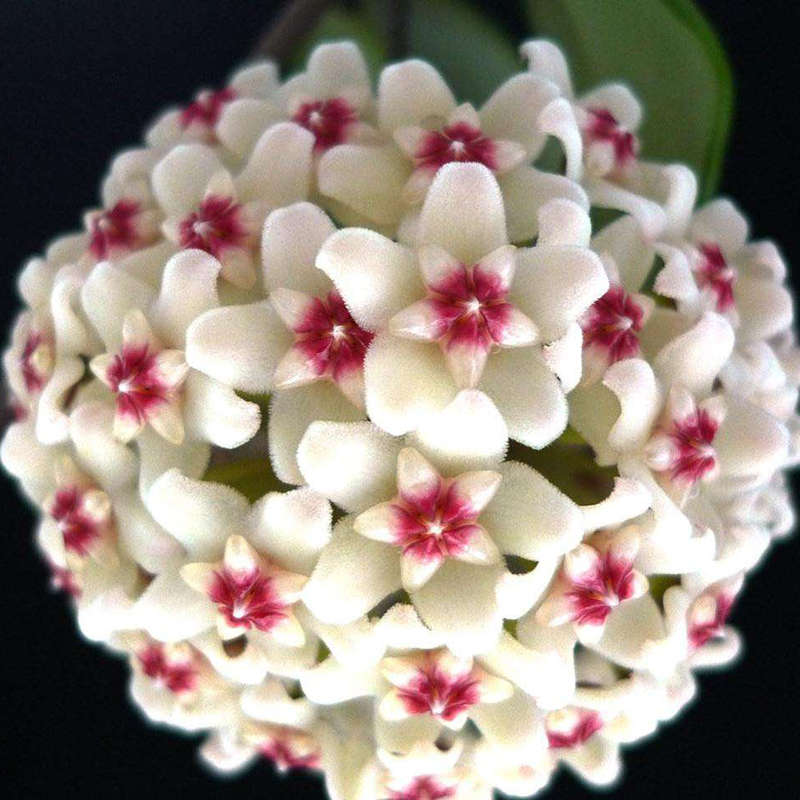 100Pcs Hoya Seeds Ball Orchid Seeds Rare Bonsai Flower Seeds Garden Natural Growth Plant