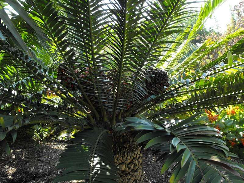 Encephalartos Manikensis Seed