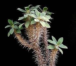 Euphorbia clandestina seeds