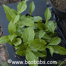 ***ADANSONIA DIGITATA SEEDLINGS TO BE GROWN AS BONSAIS OR TO PUT IN THE WILD***
