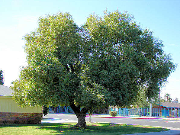 KAREE TREE SEEDS- FREE POSTAGE