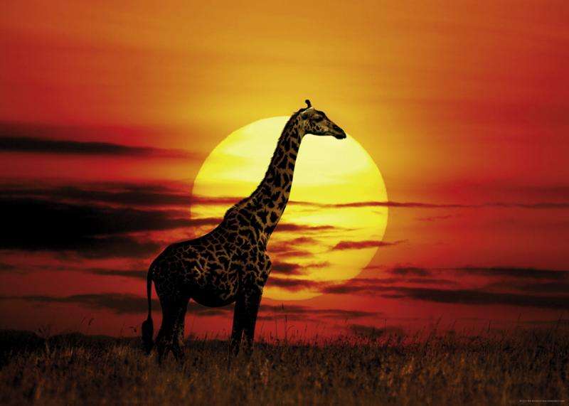 Sunny Giraffe (1000pc Puzzle)