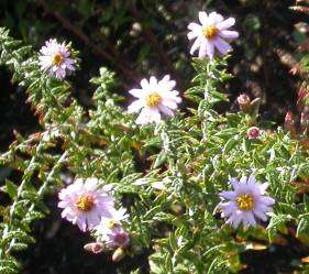 Bushman's Tea with sedative effect (Athrixia phylicoides) Seeds - Ethnobotanical