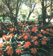 20 two year old Clivia miniata for sale