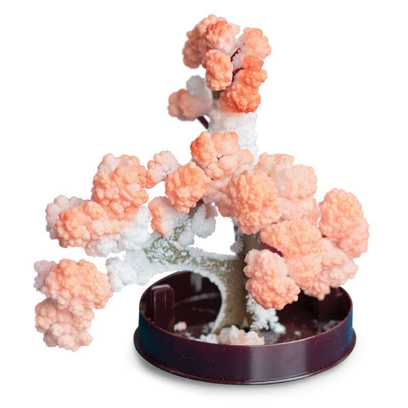 Magic Growing Bonsai Tree