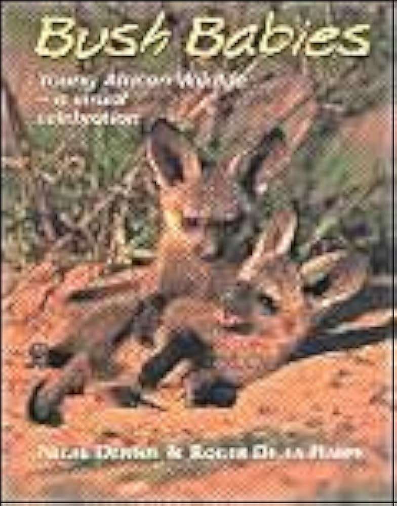 Bushbabies - DENNIS,N