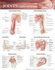Joints of the Upper Extremities Anatomical Chart - POSTER