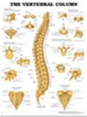 The Vertebral Column Anatomical Chart - D-9850