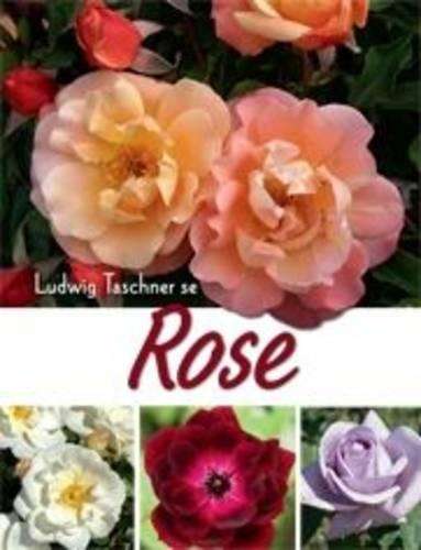 Ludwig Taschner Se Rose - Ludwig Taschner