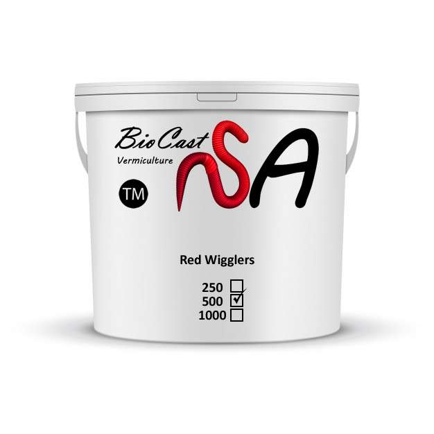 Red Wigglers (Eisenia foetida) - 500